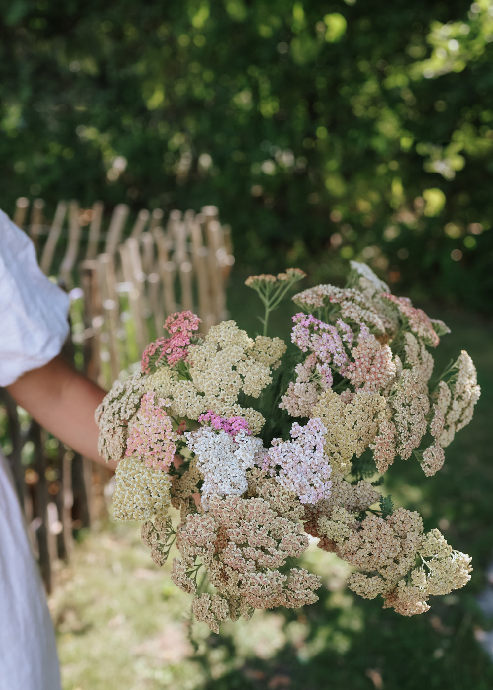 Terra Cotta Yarrow (Achillea millefolium 'Terra Cotta') – Plants Express, image size:1000x1400