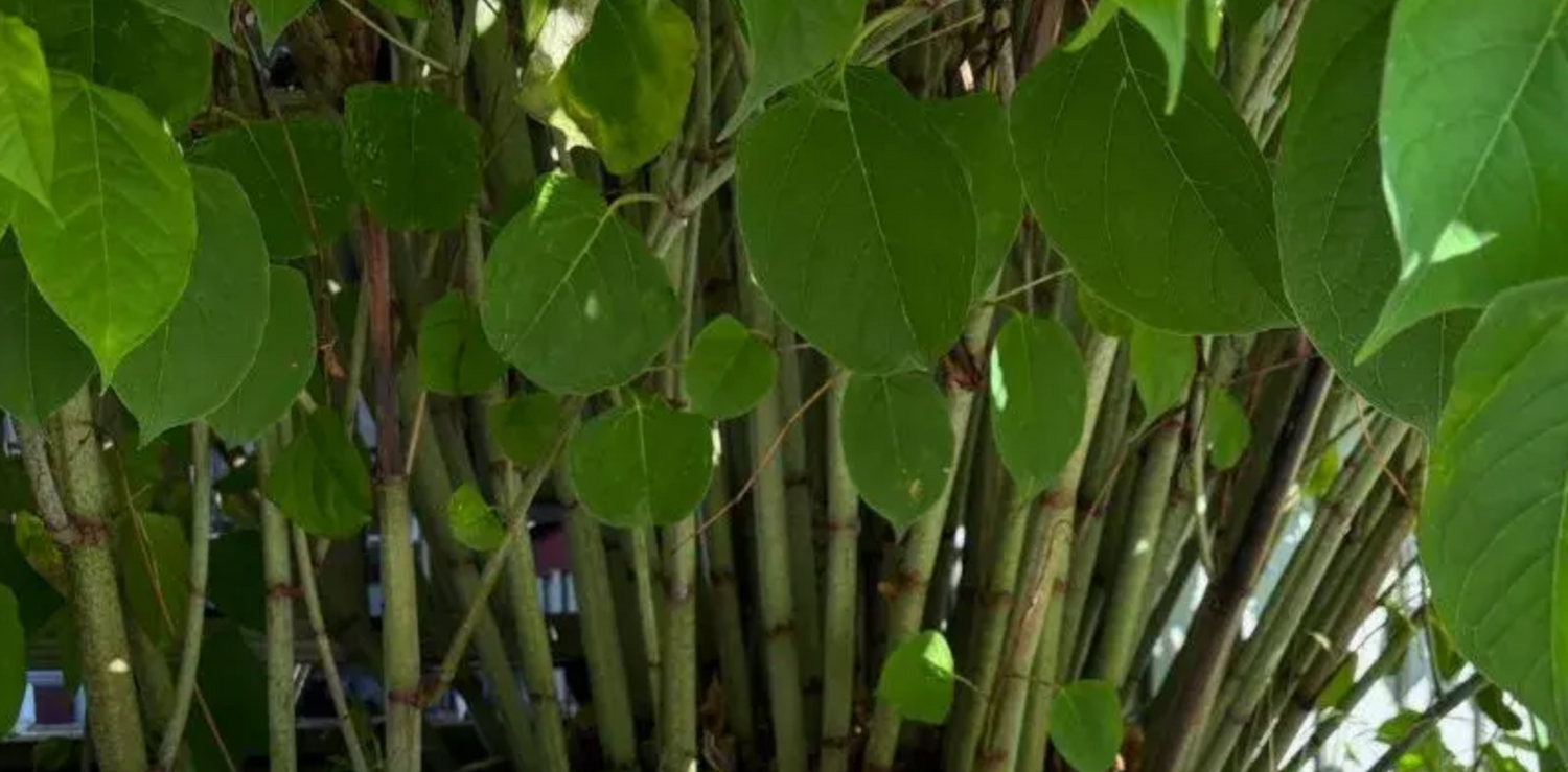 Bekämpa och känneteckna Parkslide