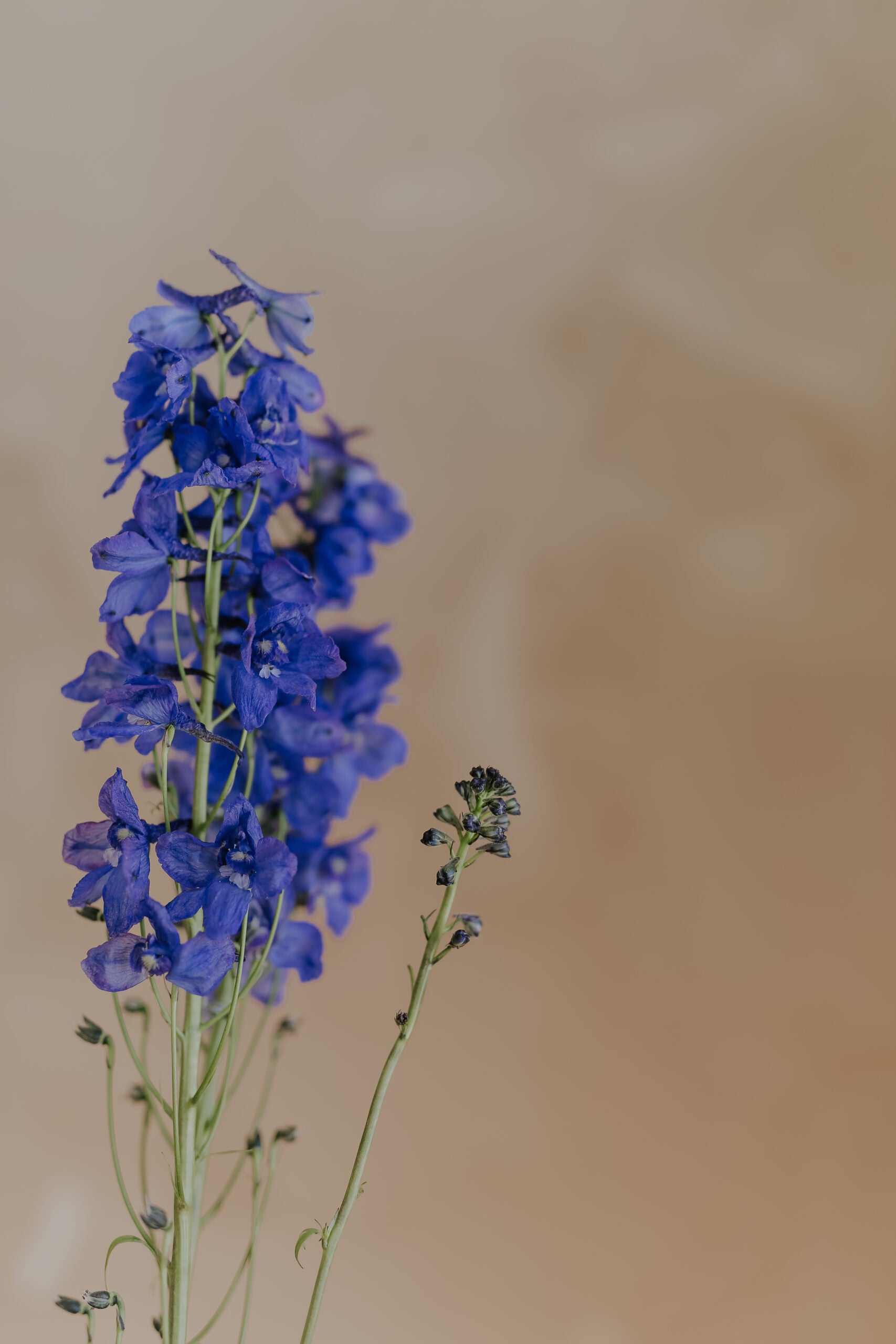 delphinium plants Delphinium Loam Seeds Bulbs