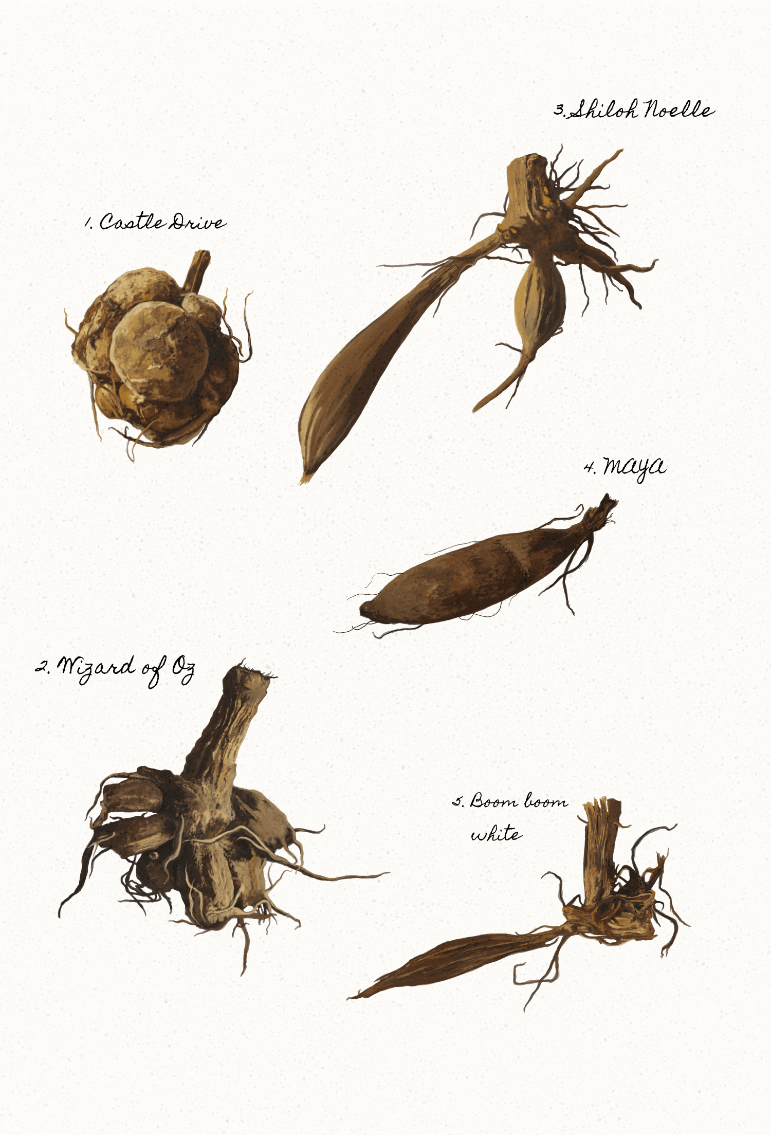 Kvalitetsskillnad dahliaknölar – Spelar storleken och skicket på knölen någon roll?