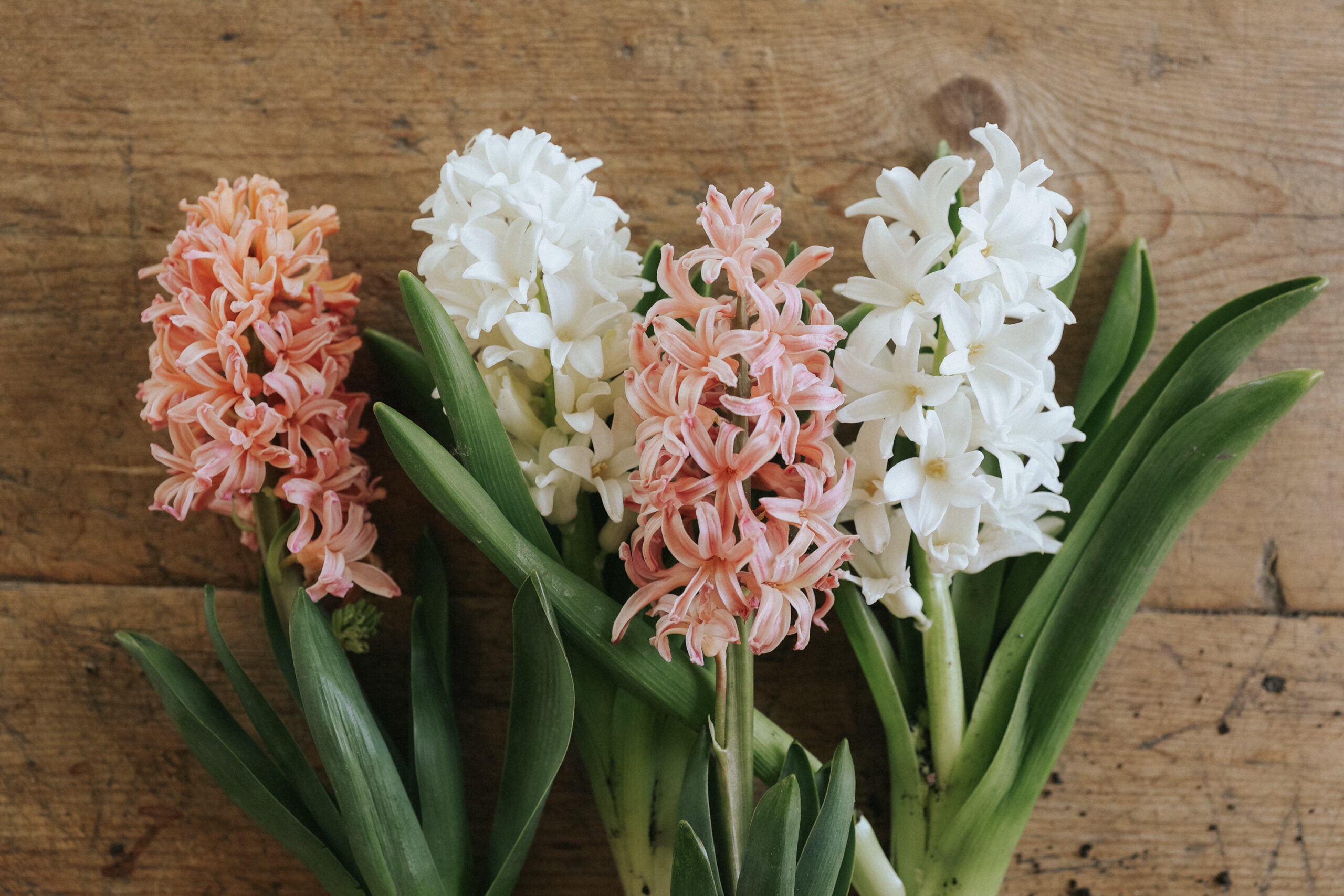 Learn how to grow Hyacinths - Gardening School.  Florea Garden