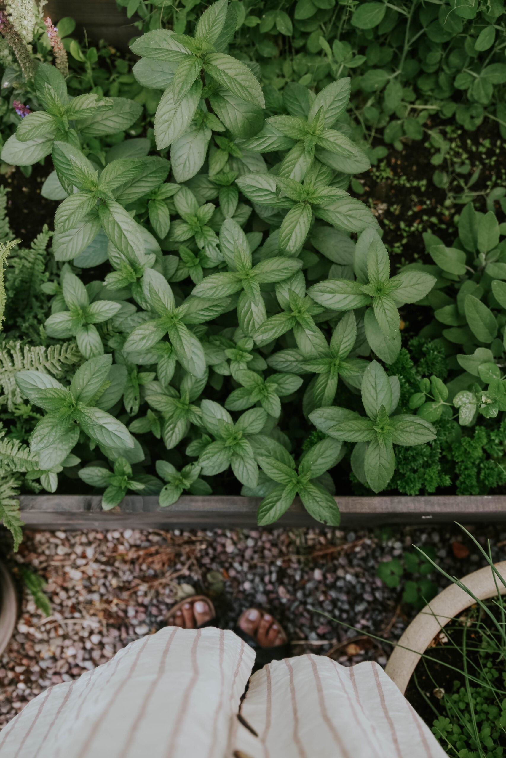 l-r-dig-odla-mynta-odlingsskolan-florea-garden