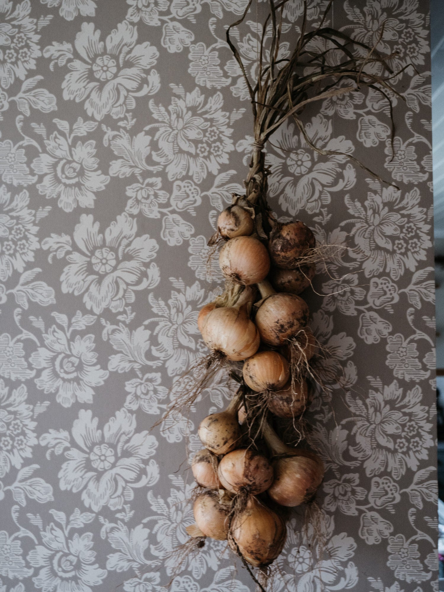 Odla gul lök från frö