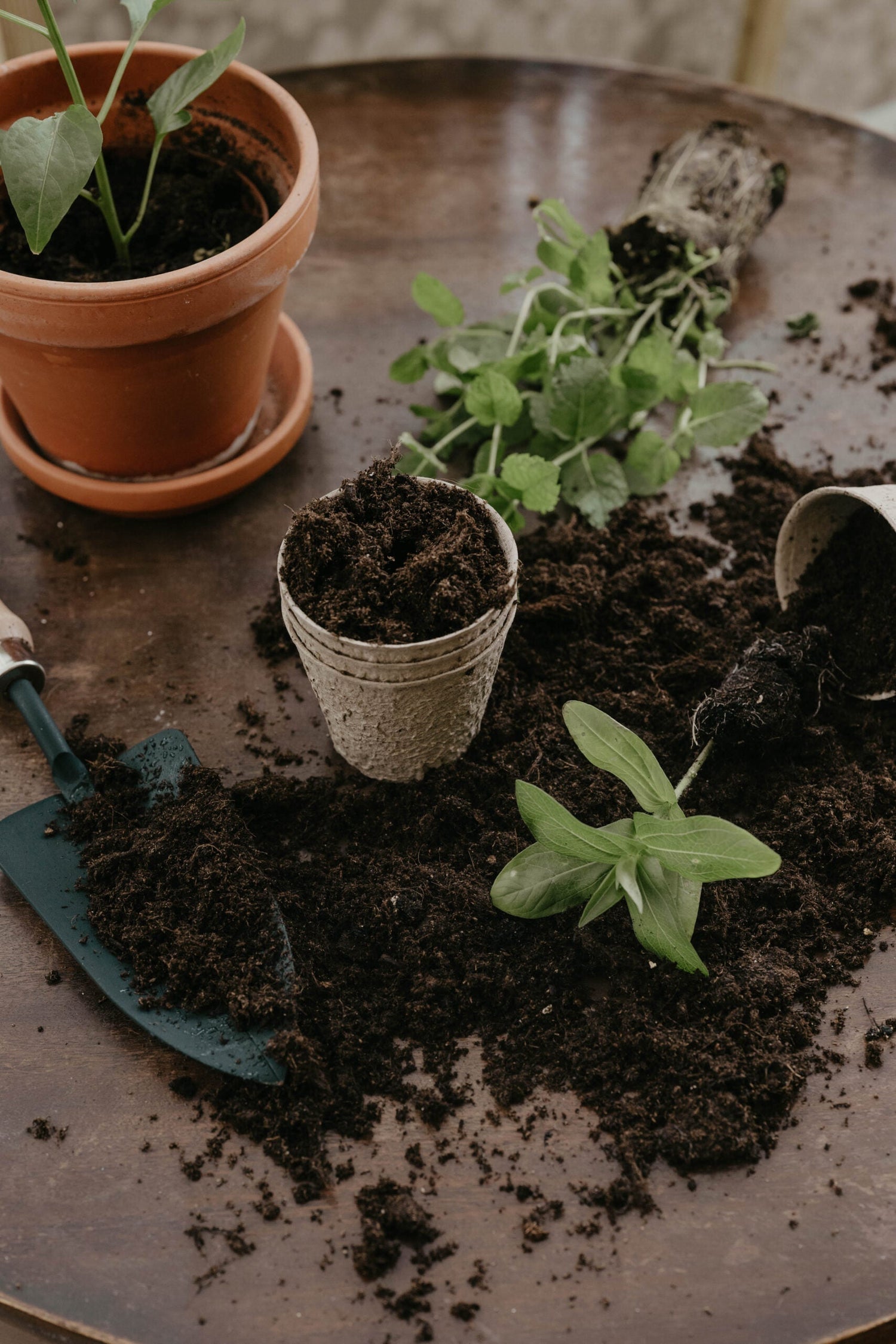 Skadedjur och Sjukdomar