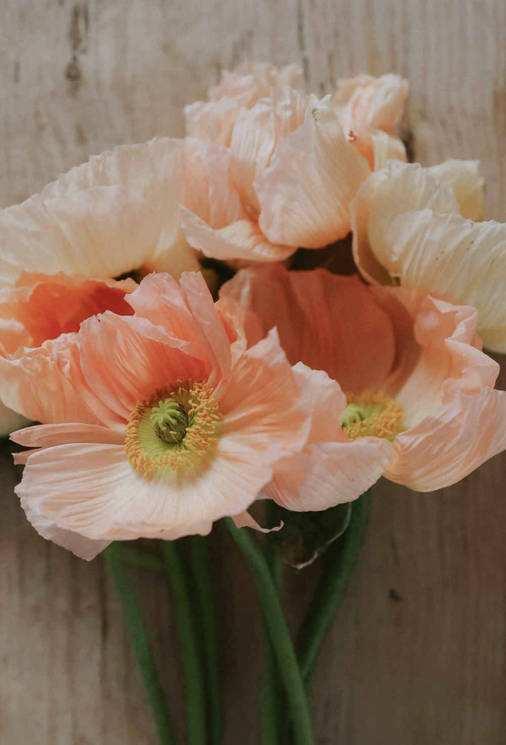 Odla sibirisk vallmo