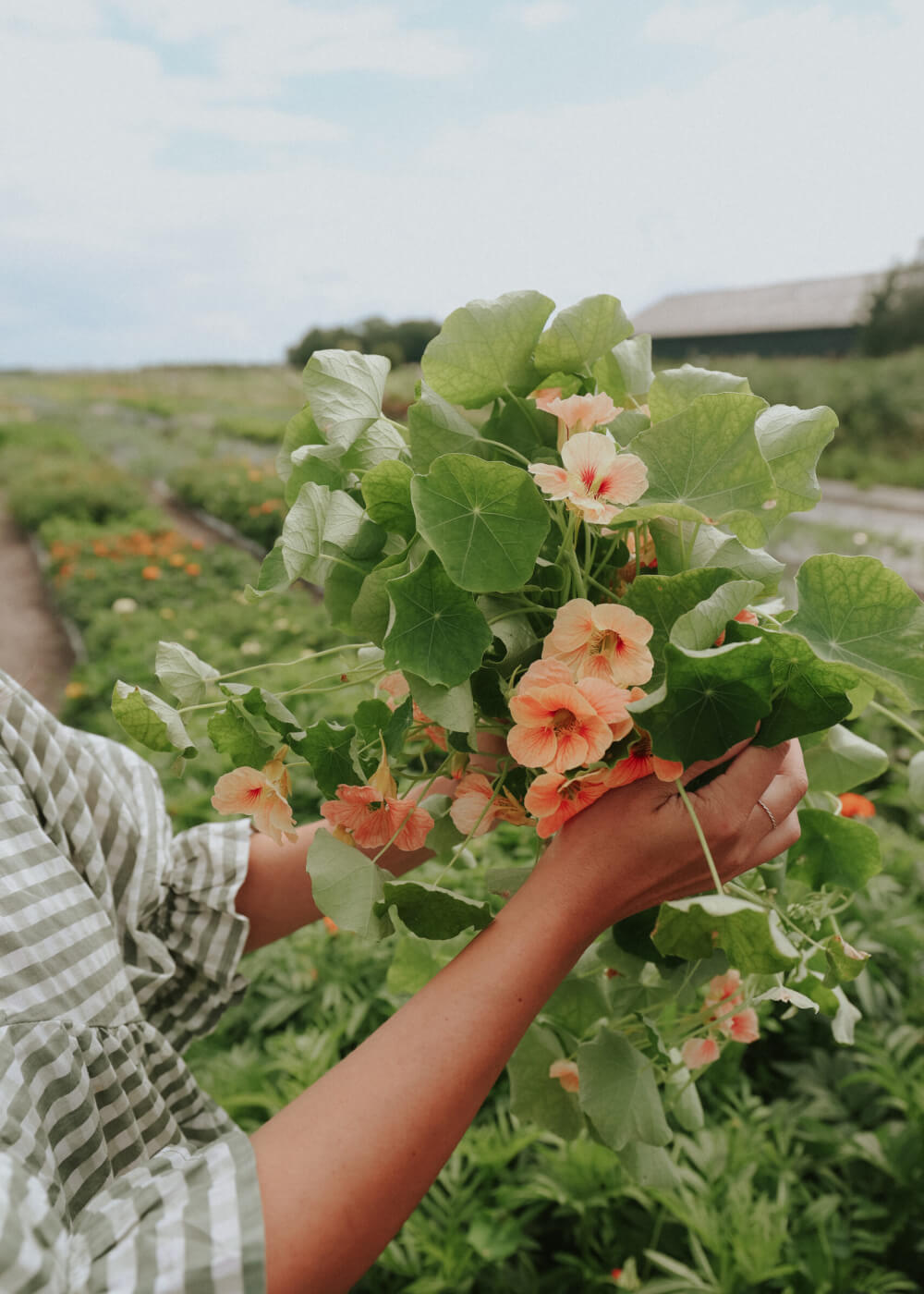 Fröer till blomsterkrasse