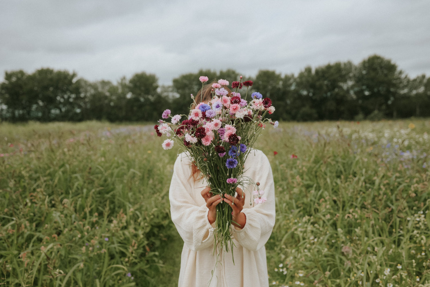 Fröer till blåklint