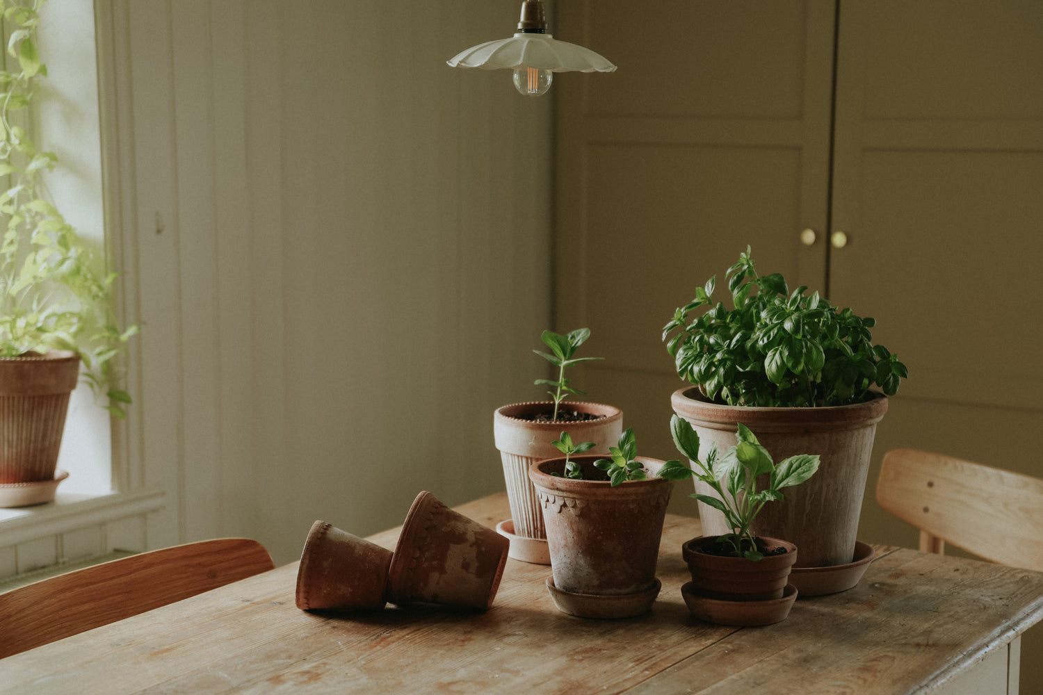 Fröer för krukodling