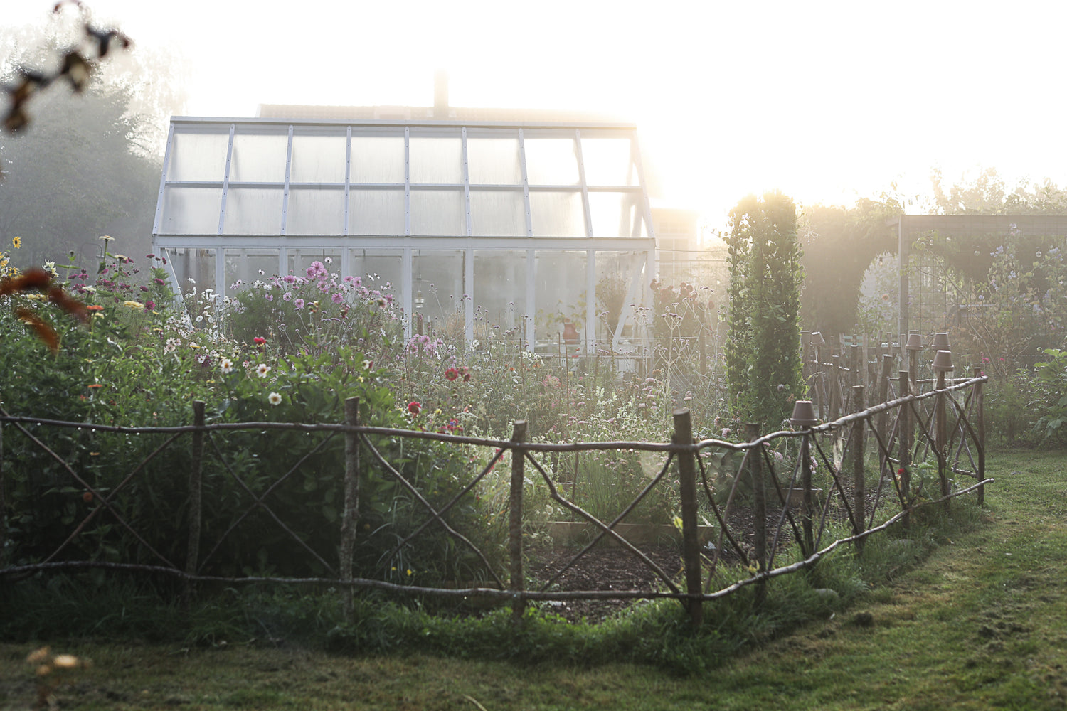 Fröer till ängsblandning