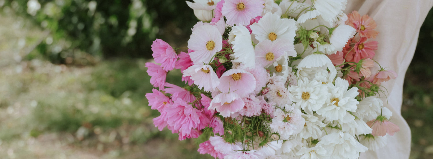 Fröer till rosenskära