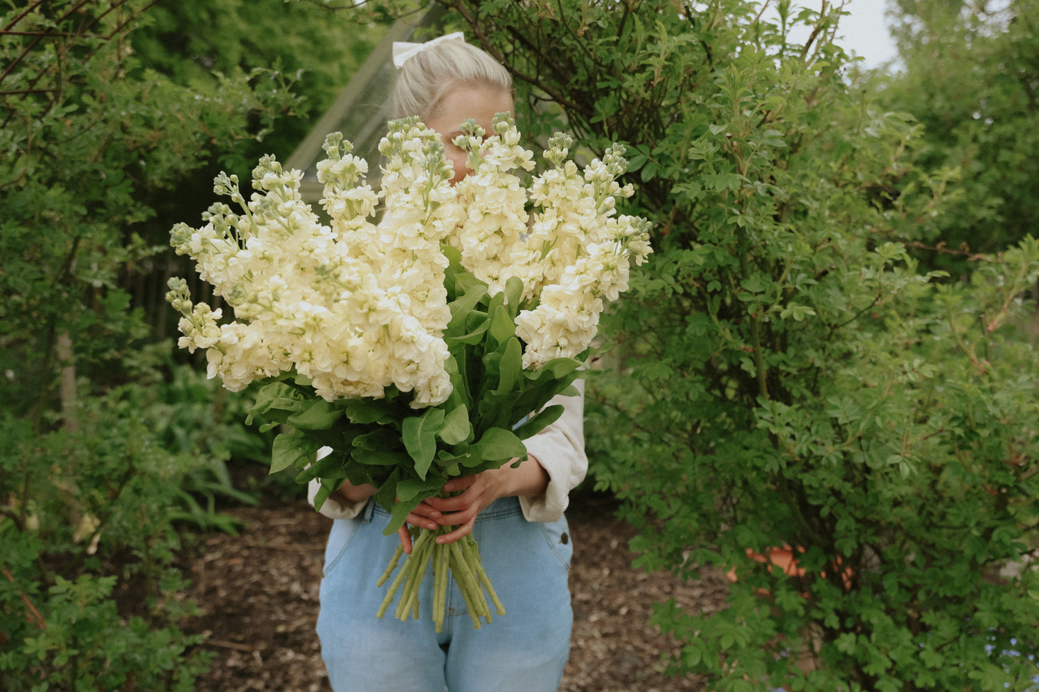 Fröer till Lövkoja