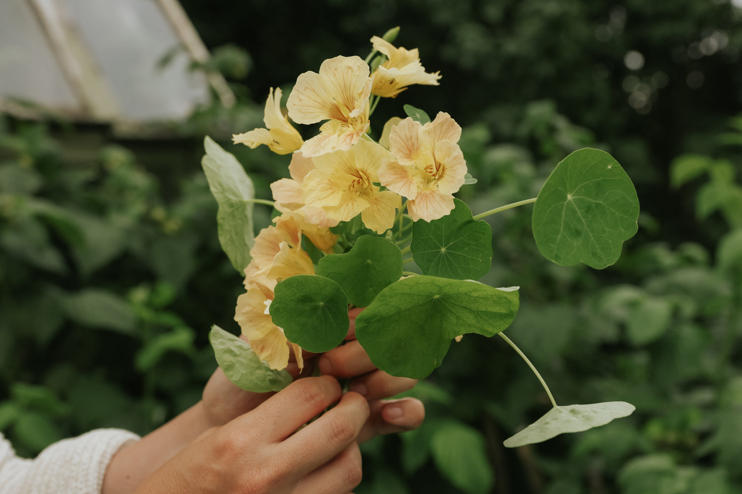 Floreas Nyheter 2026