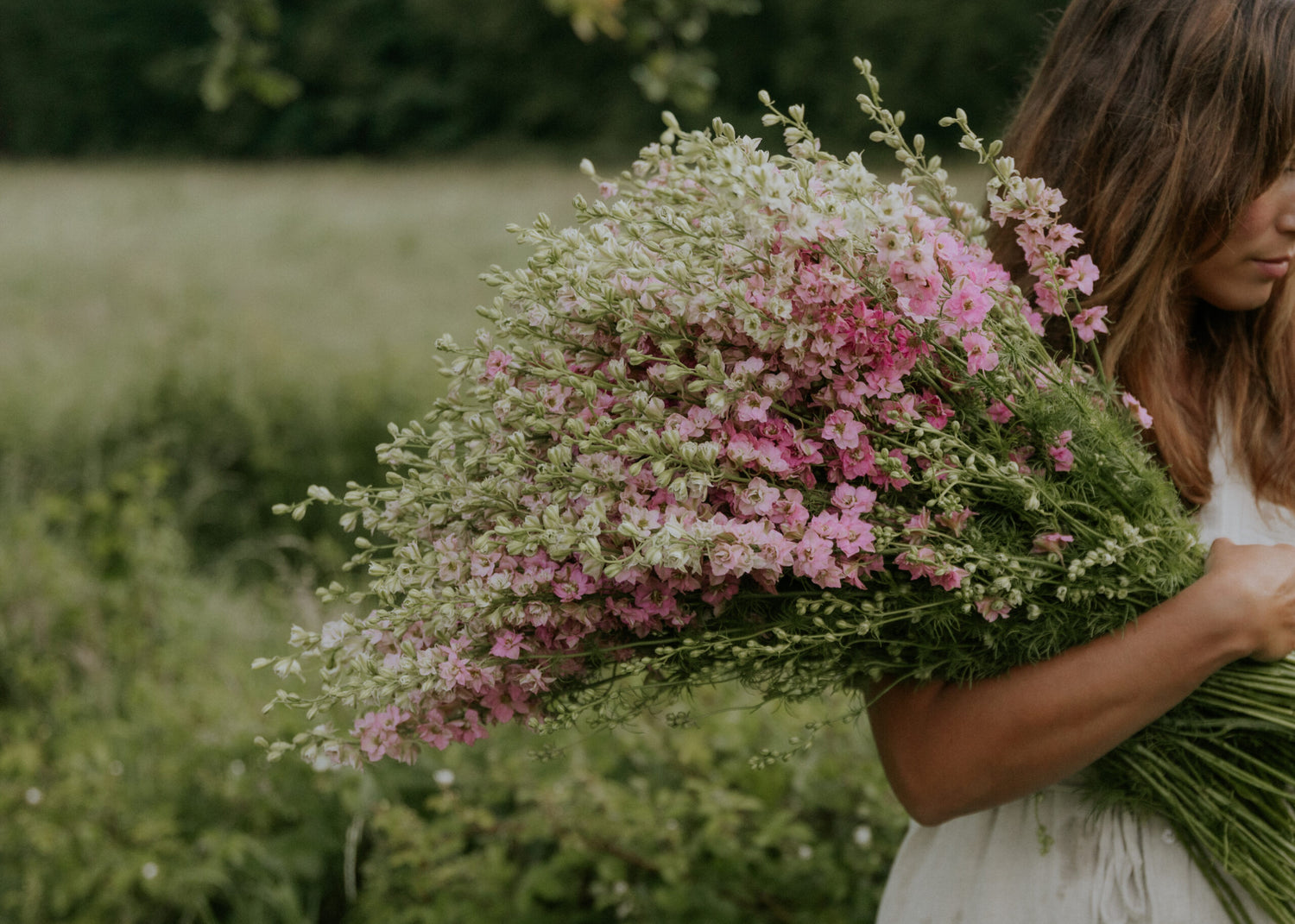 Fröer till riddarsporre