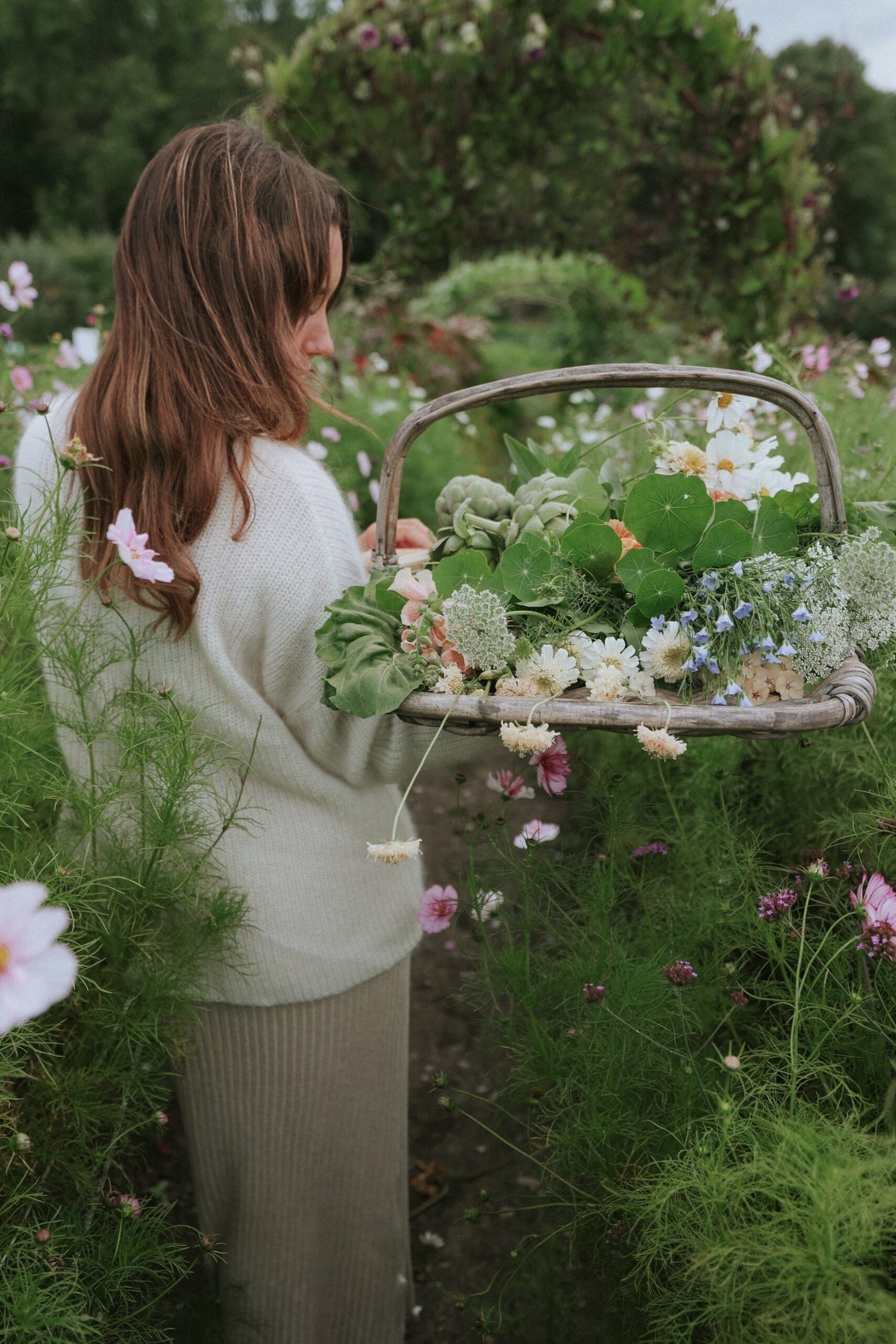 Fröer till utfyllnadsblommor