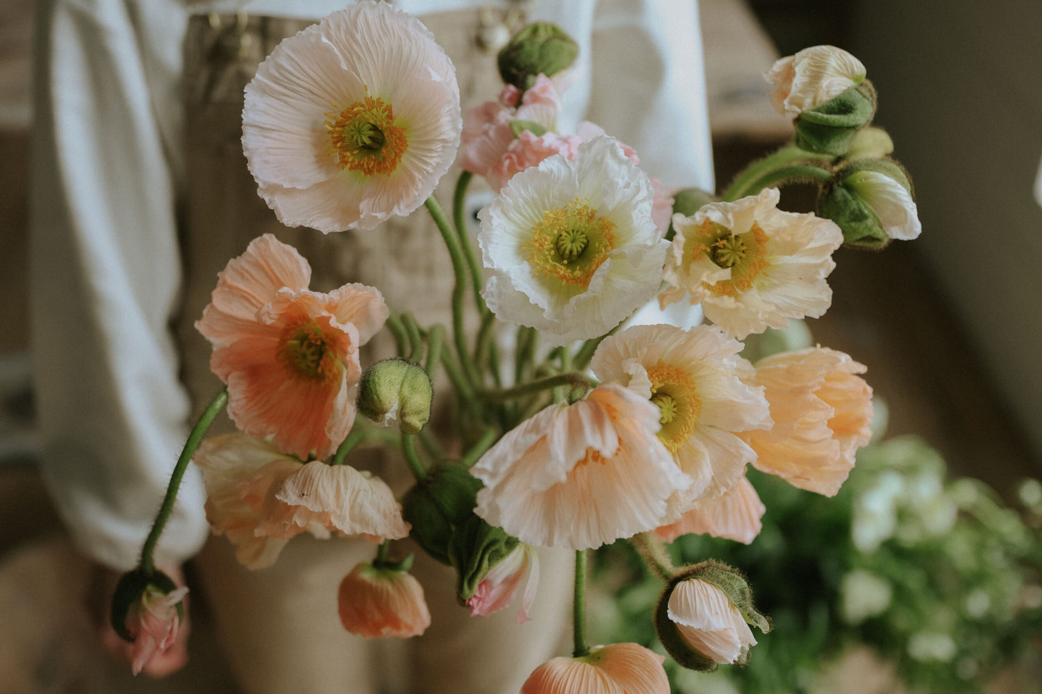 Fröer till Sibirisk Vallmo