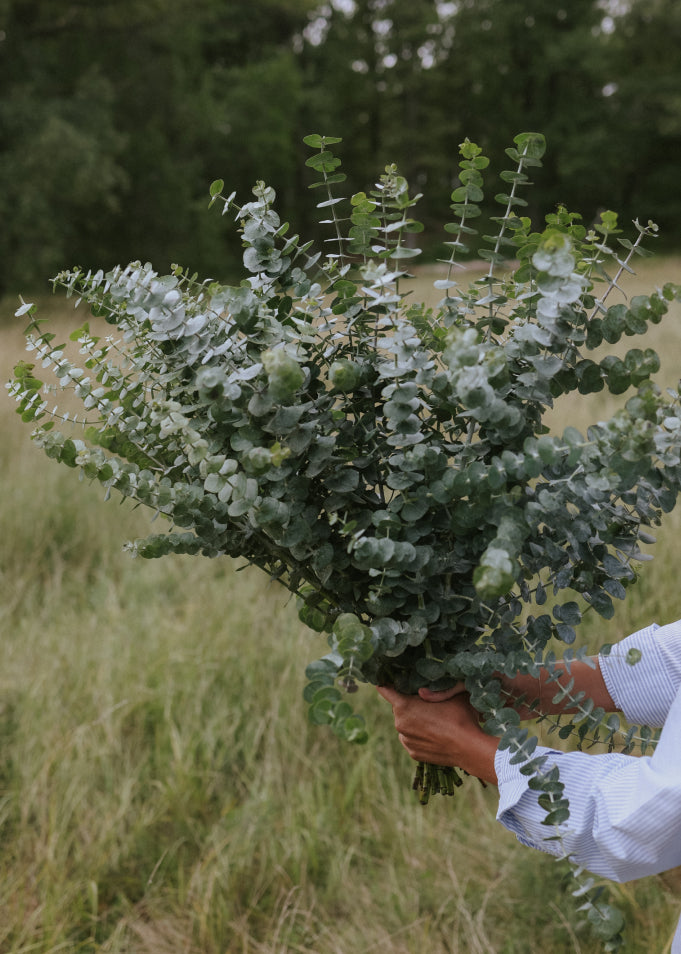 Sorter att odla i februari