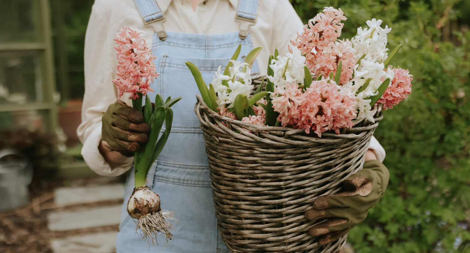 Hyacinter - Lök till Hyacint