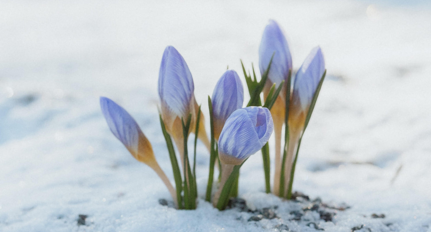 Krokus - Lök till Krokus