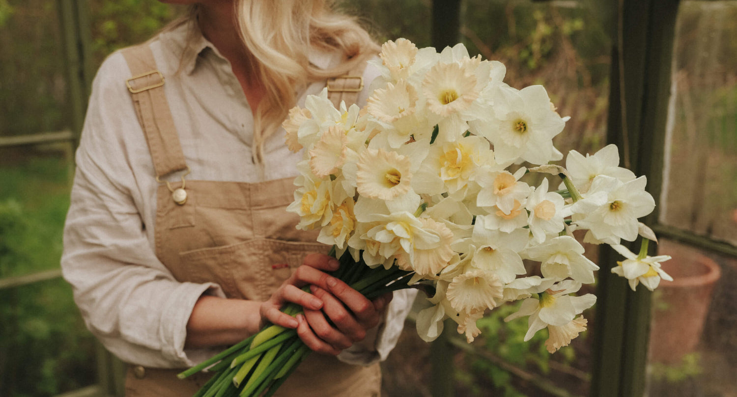 Narcisser - Lök till narcisser