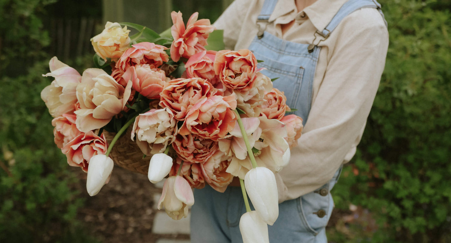 Tulpaner - Lök till tulpaner