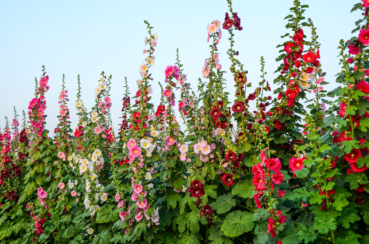 Fröer till stockros