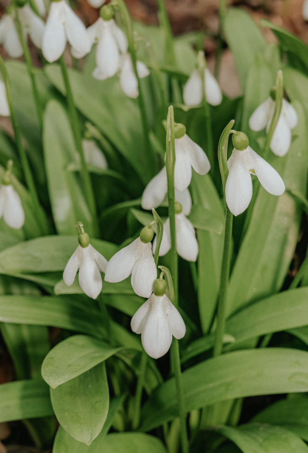 Lökar till snödroppar