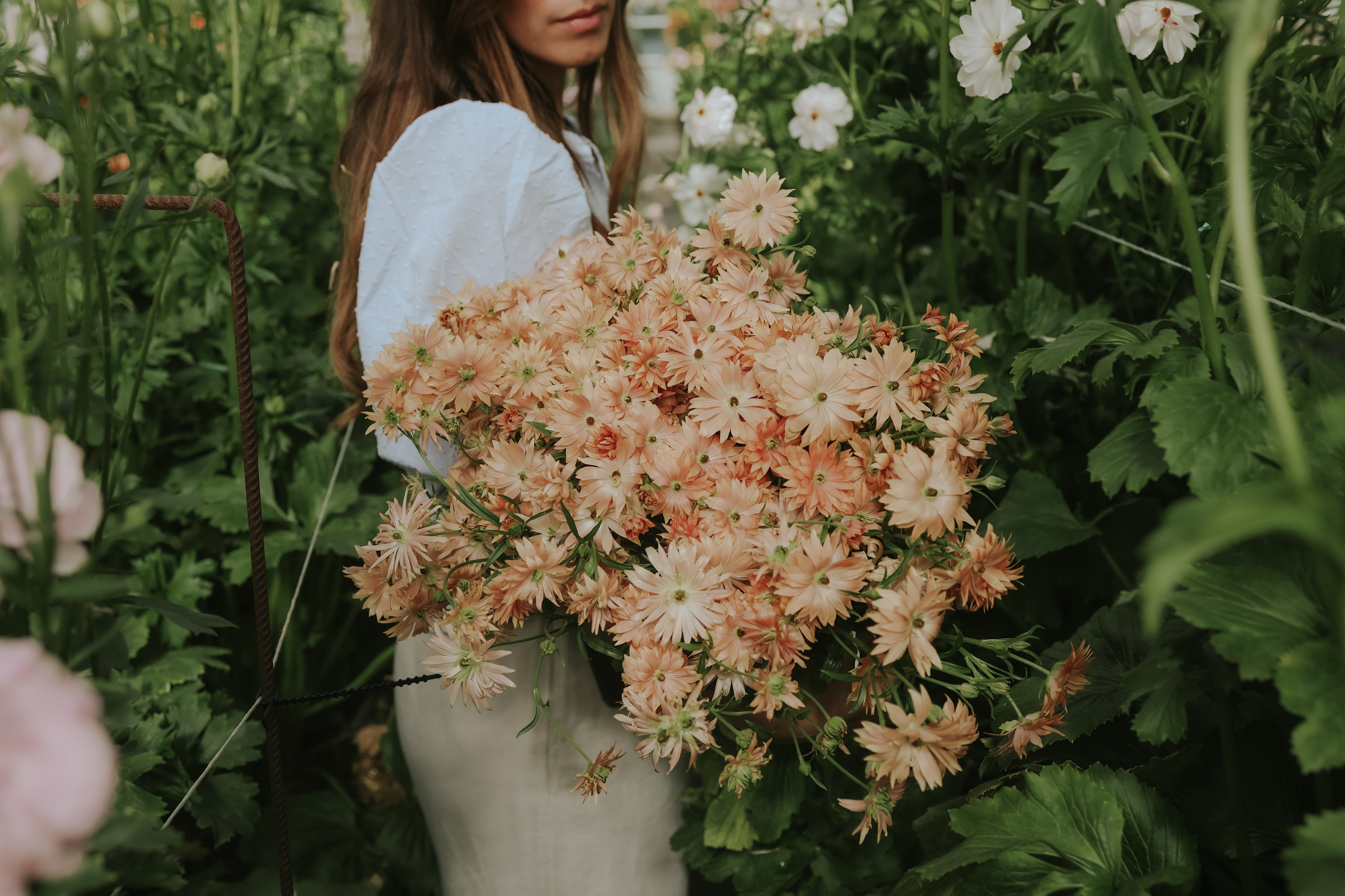 Tubers for Ranunculus - Buy Ranunculus online – Florea Garden