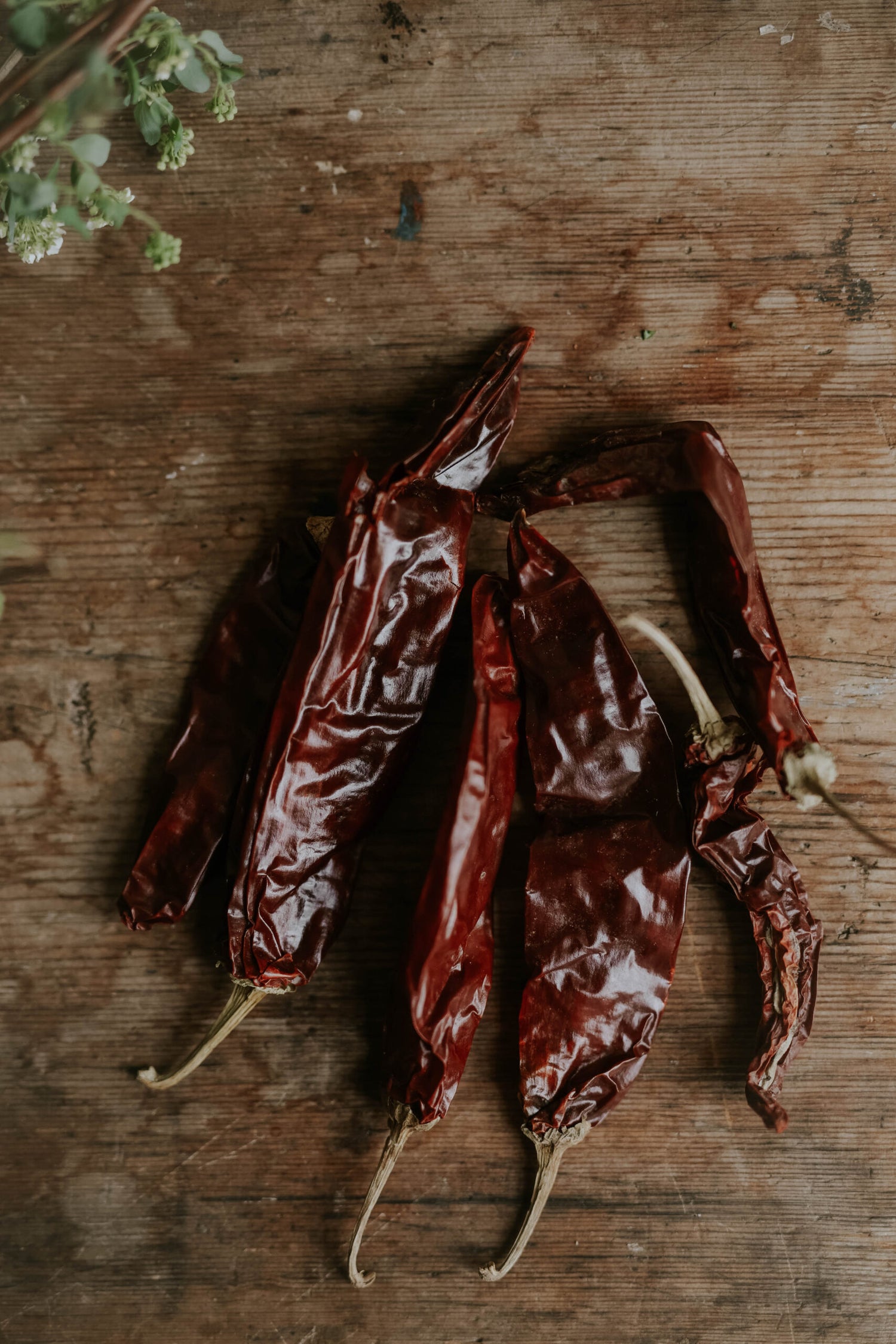 Fröer till chili och paprika