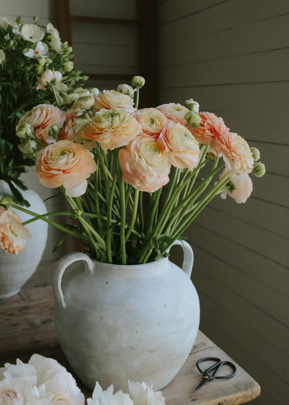 Ranunculus – Romance Salerno