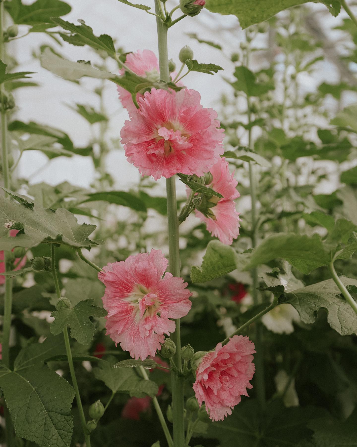 Hollyhock - Summer Carnival Mix