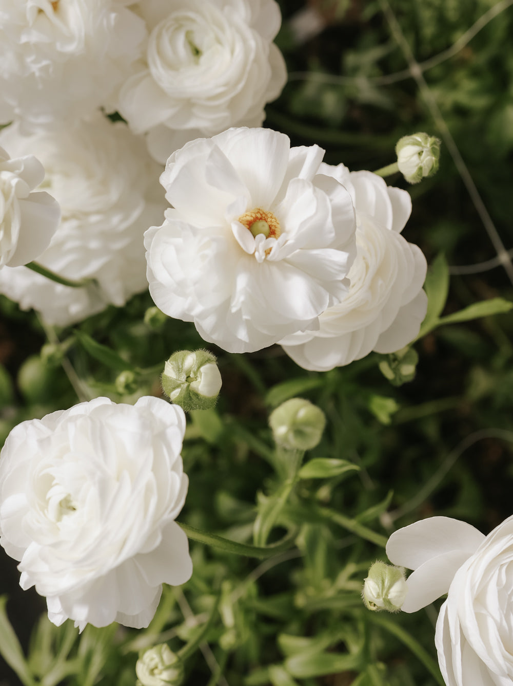 Ranunculus – Elegance Bianco