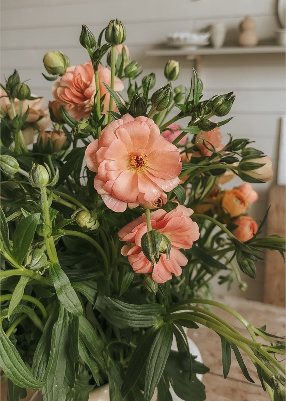 Butterfly Ranunculus – Eris