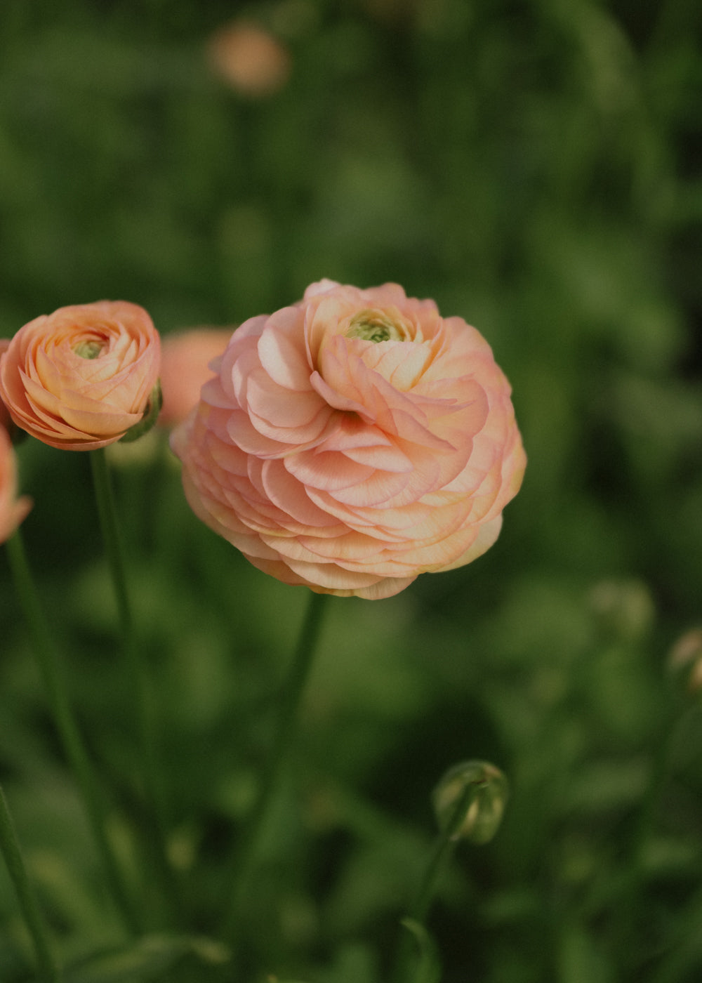 Ranunculus – Romance Salerno