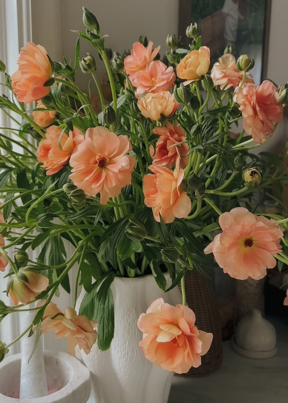 Butterfly Ranunculus – Eris