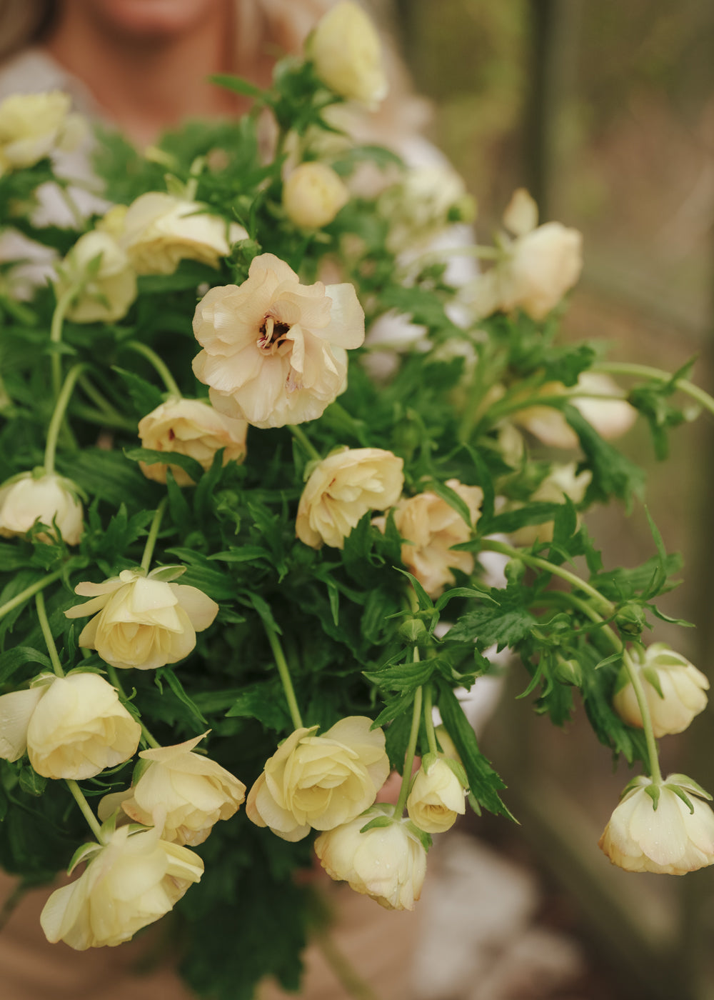 Butterfly Ranunculus – Hestia