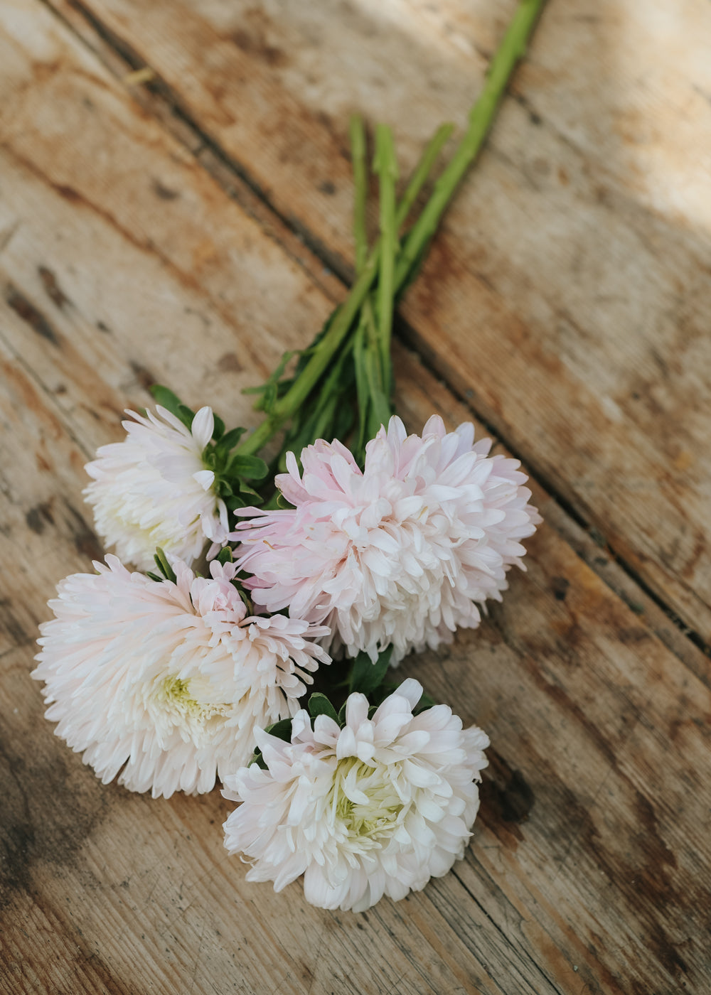 Aster - King Size Appleblossom