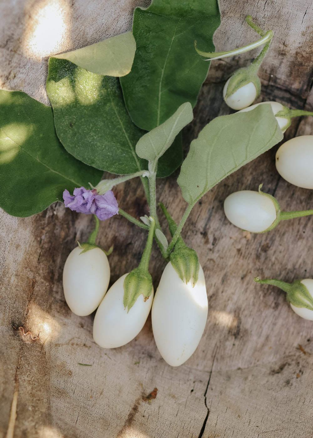 Aubergine - White Egg