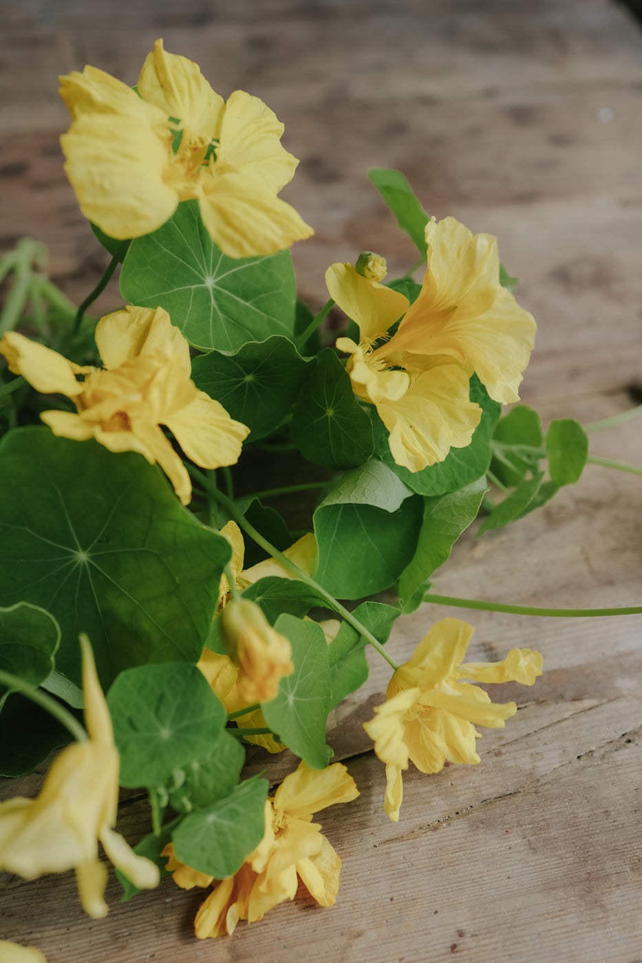 Nasturtium - Whirlybird Cream