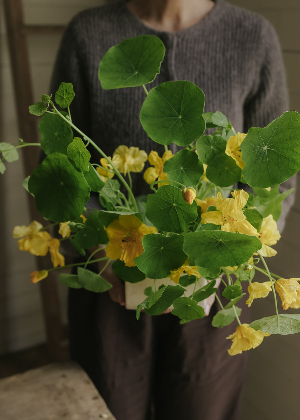 Nasturtium - Whirlybird Cream