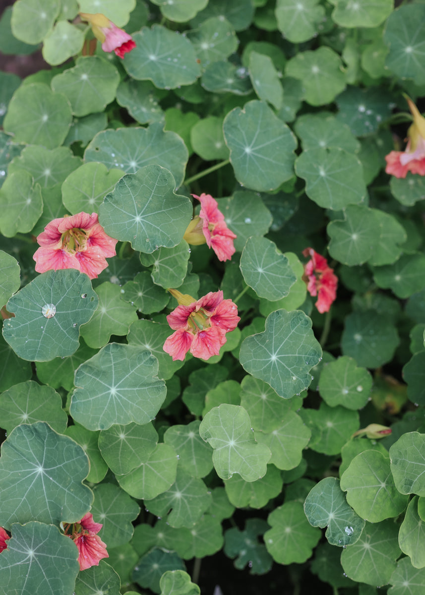 nasturtium ladybird rose seeds Nasturtium seeds - Ladybird Rose