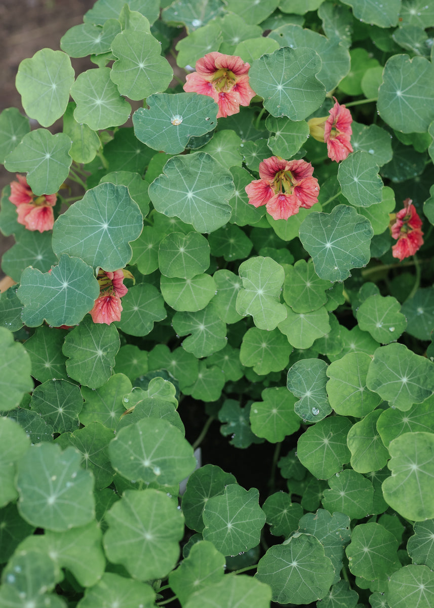 Kapuzinerkresse - Ladybird Rose