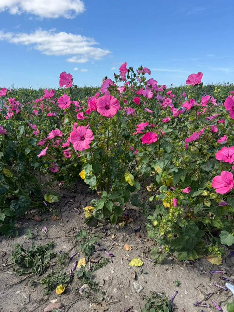 Mallow - Loveliness Rose Pink ECO
