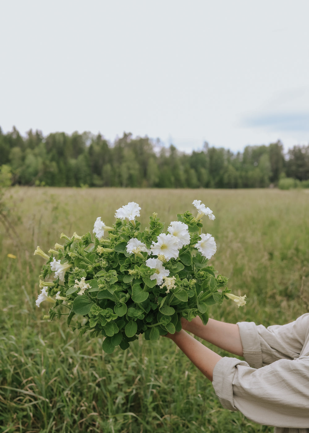 Petunia - White Double F1