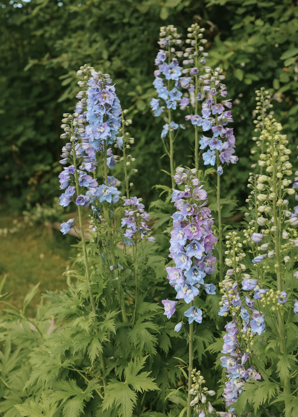 Rittersporn - Guardian Lavender F1