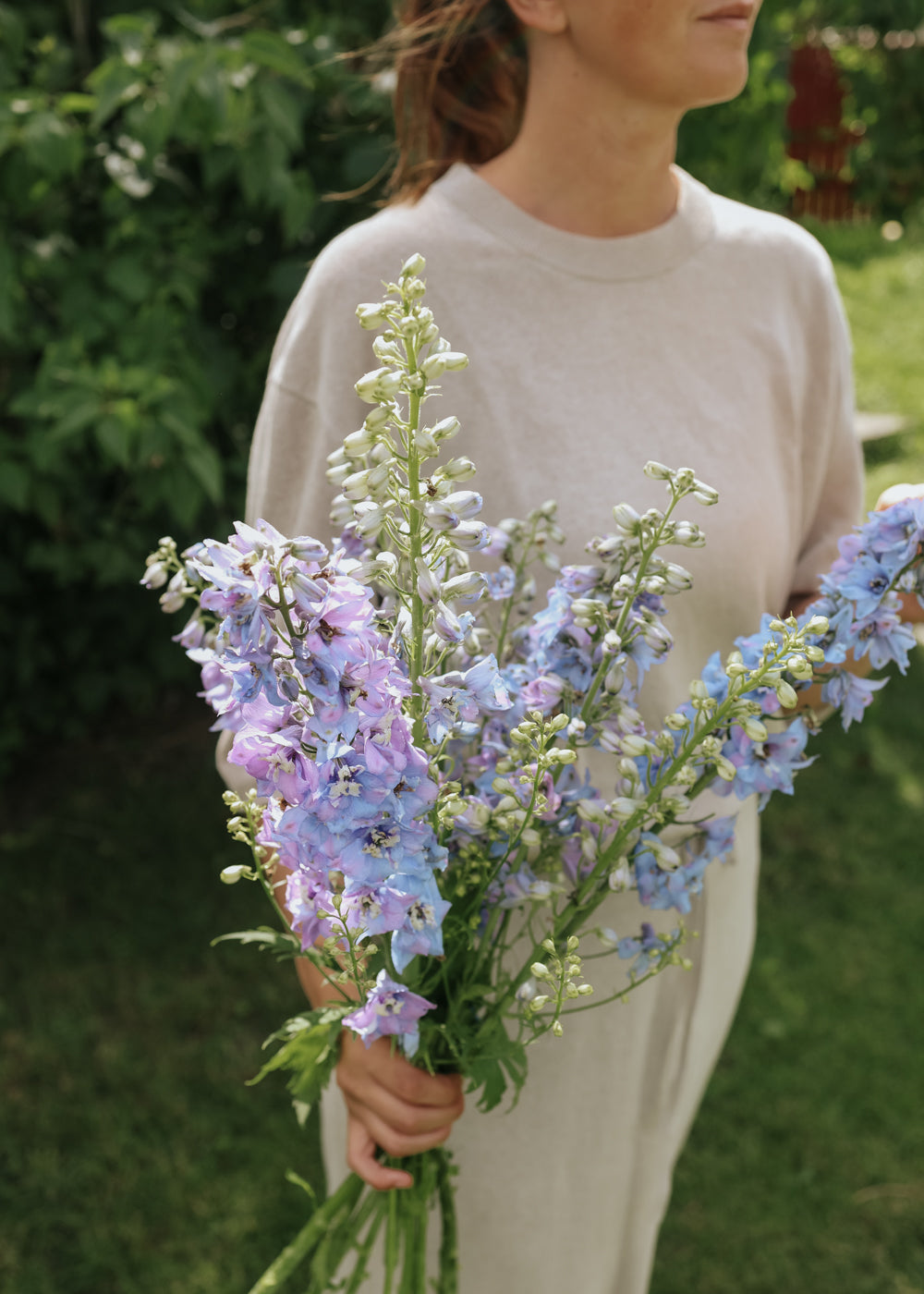 Rittersporn - Guardian Lavender F1