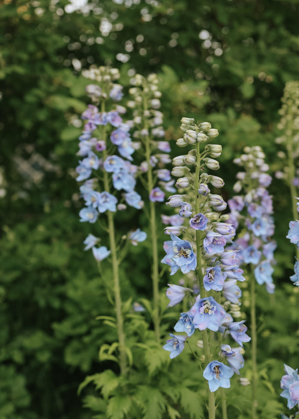 Rittersporn - Guardian Lavender F1