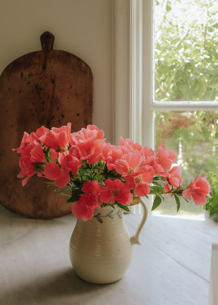 garden grace seeds Seeds Farewell-to-spring - Grace Salmon