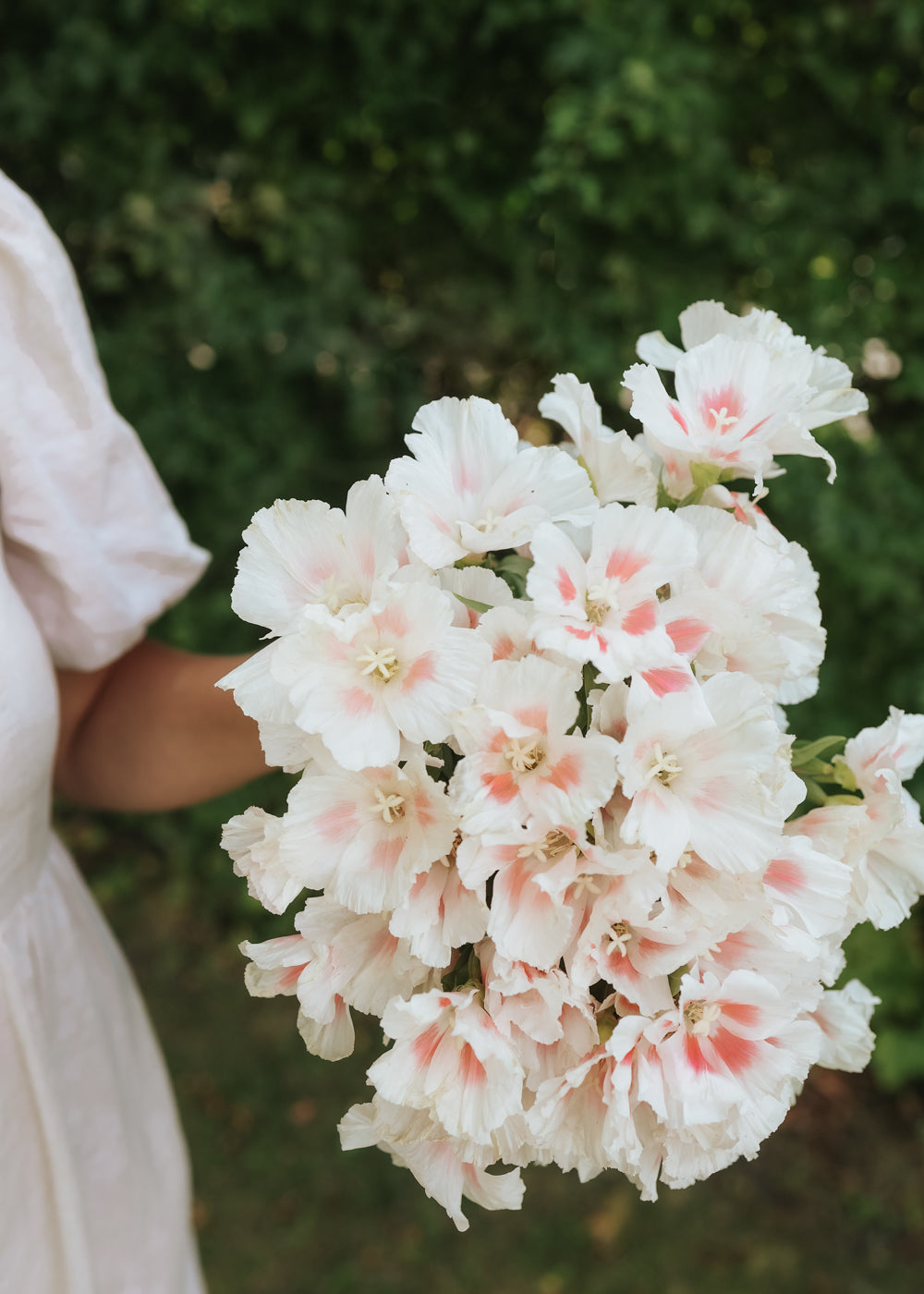garden grace seeds Seeds Farewell-to-spring - Grace Shell Pink