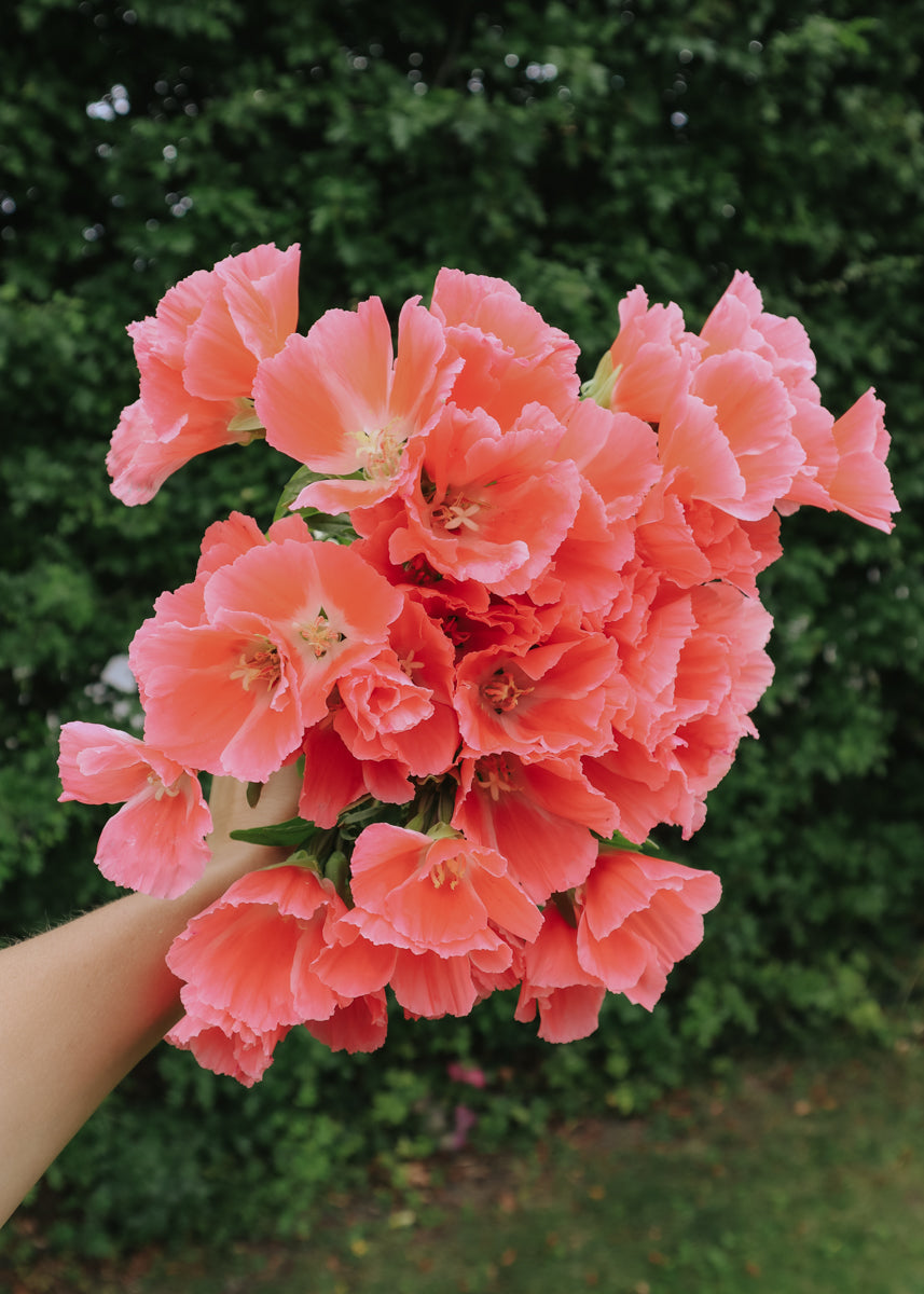 Farewell-to-spring - Grace Salmon