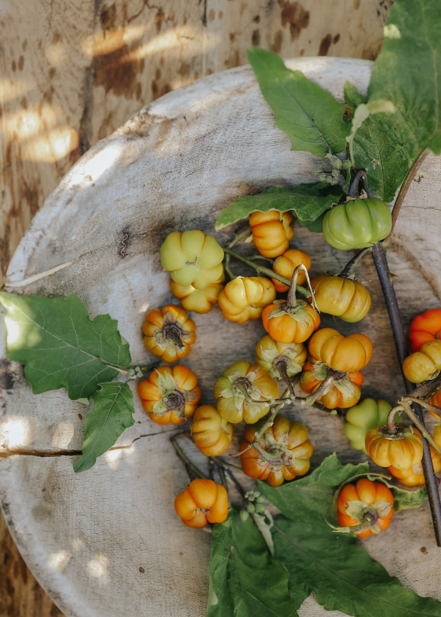 Aubergine - Pumpkin on a stick